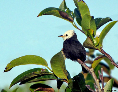 LAVANDERA CABEZA BLANCA (Arundinicola leucocephala)   - Costa do Sauípe - BRASIL (Abril 2010)